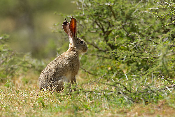 Kaphase (Lepus capensis)