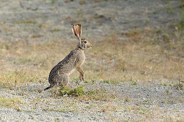 Kaphase (Lepus capensis)