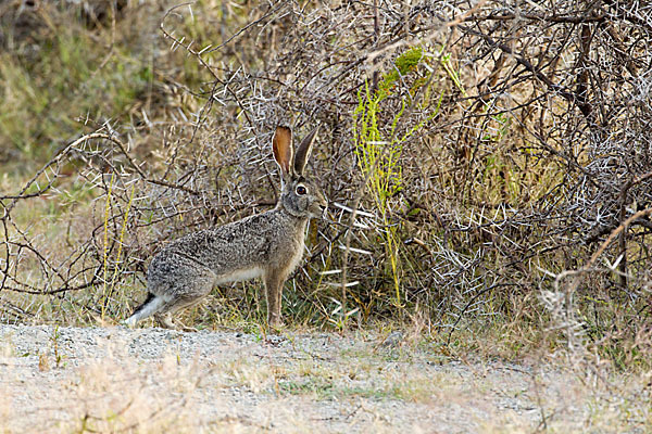 Kaphase (Lepus capensis)