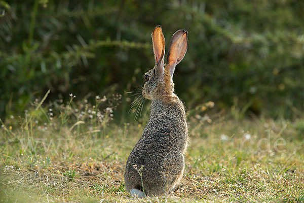 Kaphase (Lepus capensis)