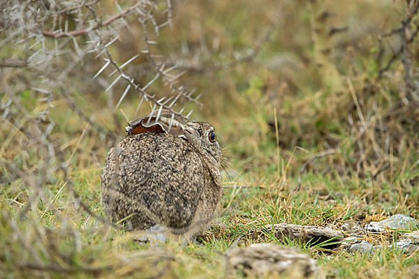 Kaphase (Lepus capensis)