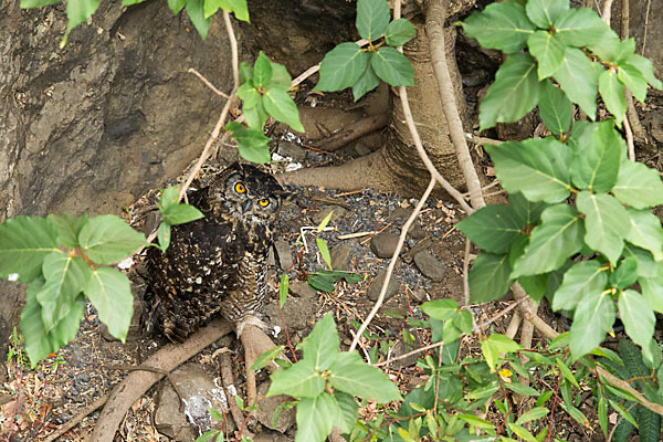 Kapuhu (Bubo capensis)