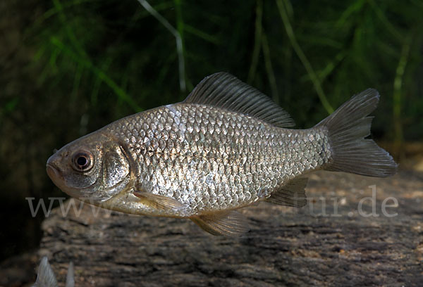 Karausche (Carassius carassius)