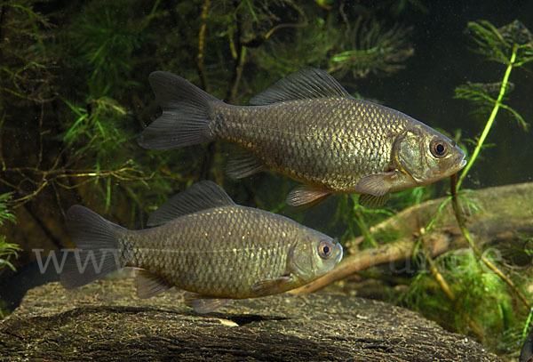 Karausche (Carassius carassius)