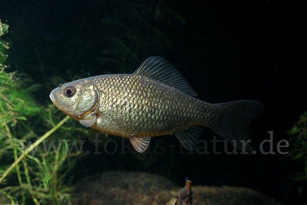 Karausche (Carassius carassius)