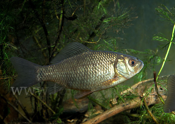 Karausche (Carassius carassius)