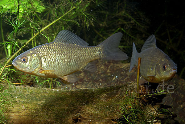 Karausche (Carassius carassius)