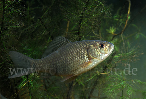 Karausche (Carassius carassius)