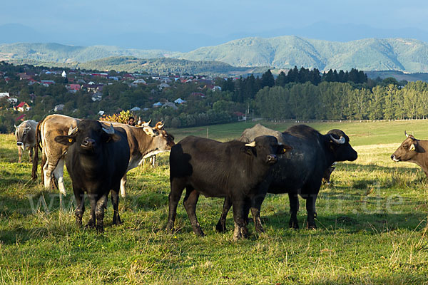 Karpatenbüffel (Bubalus arnee sspec.)