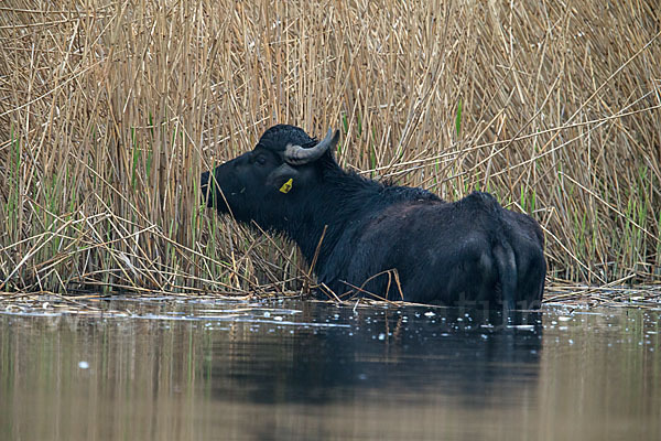 Karpatenbüffel (Bubalus arnee sspec.)