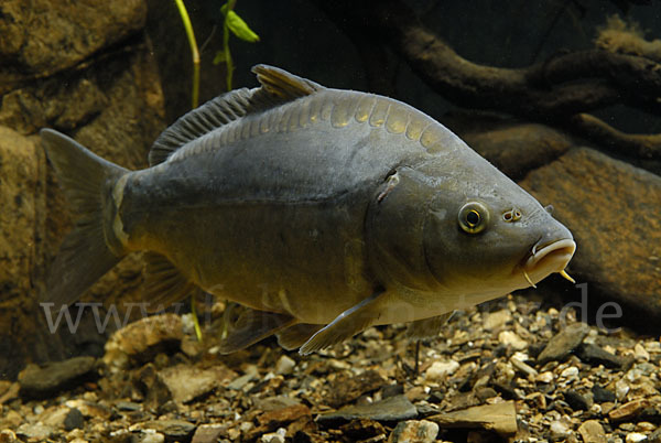 Karpfen (Cyprinus carpio)