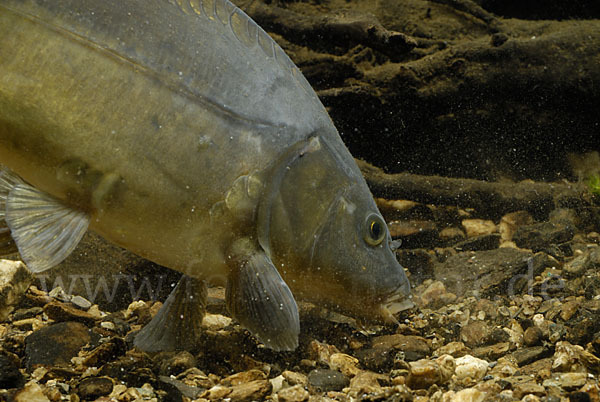 Karpfen (Cyprinus carpio)