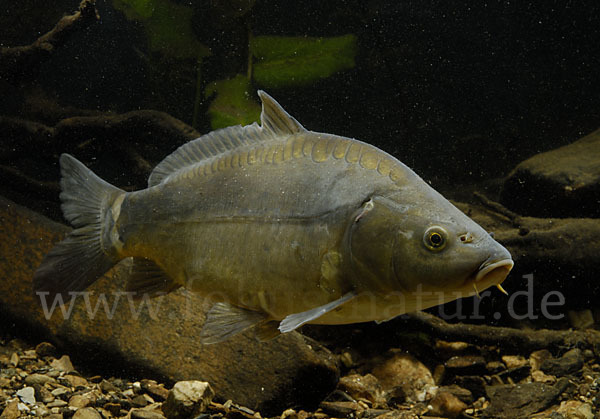 Karpfen (Cyprinus carpio)