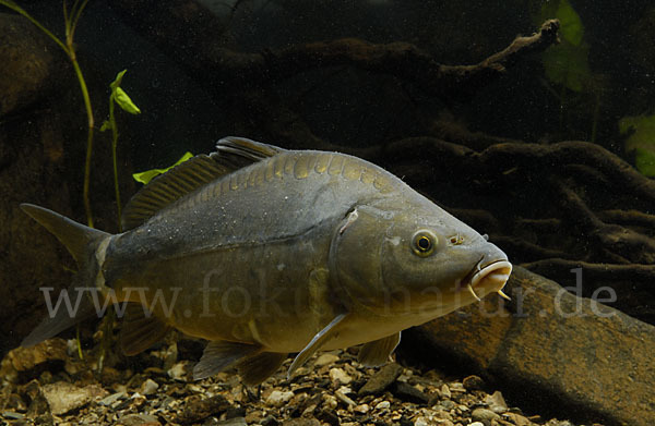 Karpfen (Cyprinus carpio)