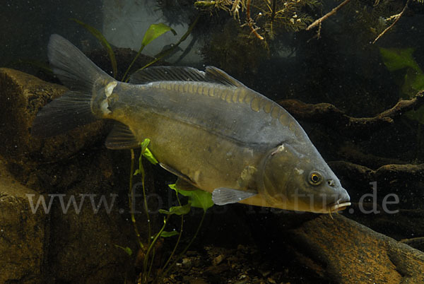 Karpfen (Cyprinus carpio)