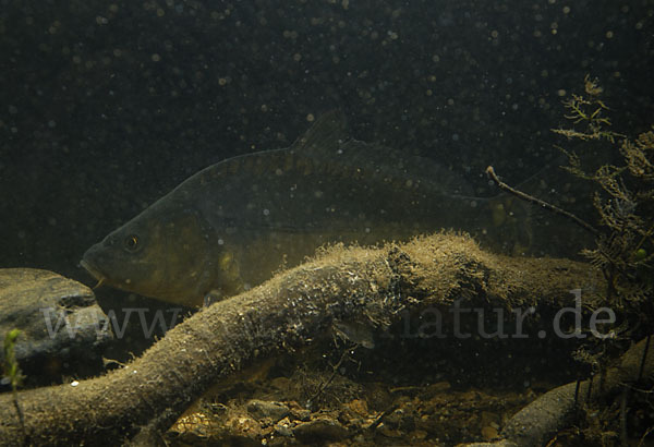 Karpfen (Cyprinus carpio)