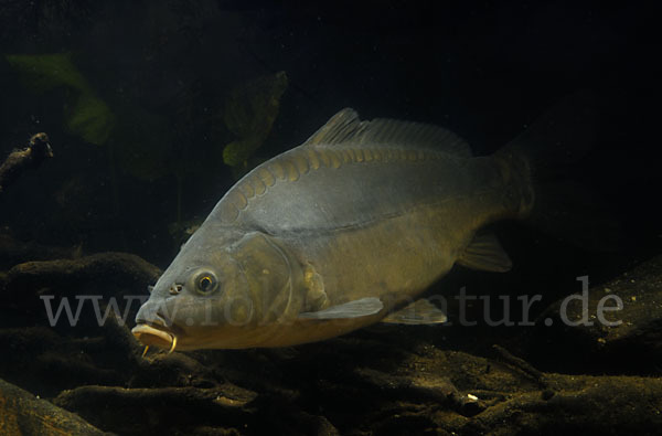 Karpfen (Cyprinus carpio)