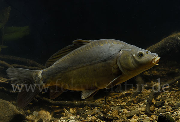 Karpfen (Cyprinus carpio)