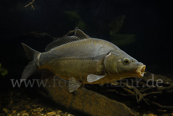 Karpfen (Cyprinus carpio)