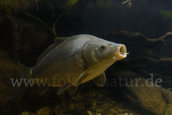 Karpfen (Cyprinus carpio)