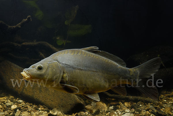 Karpfen (Cyprinus carpio)