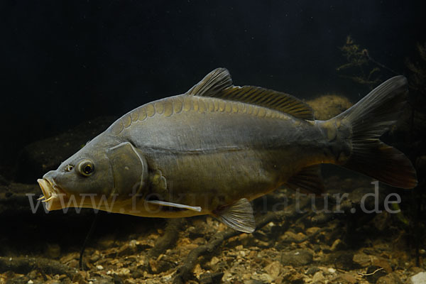 Karpfen (Cyprinus carpio)