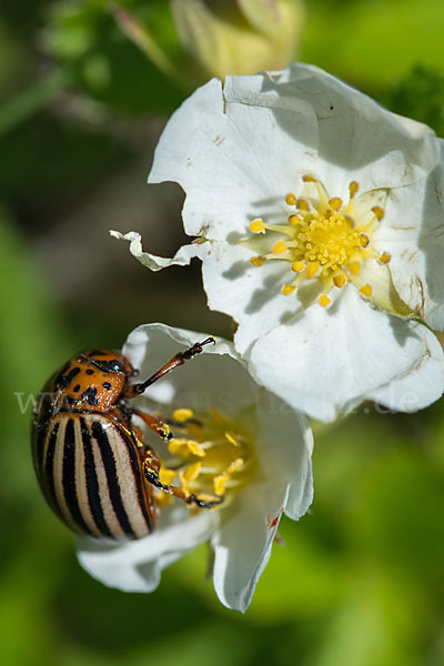 Kartoffelkäfer (Leptinotarsa decemlineata)