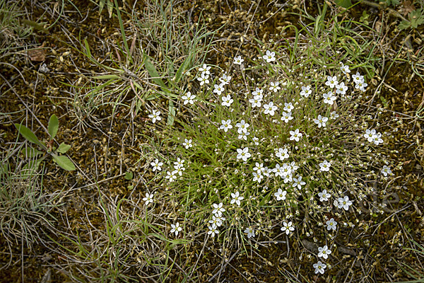 Kelch-Steinkraut (Alyssum alyssoides)