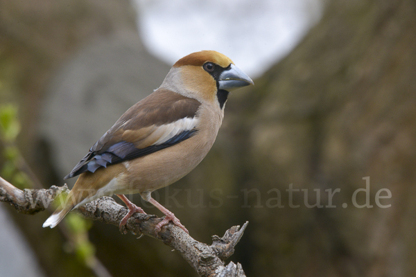 Kernbeißer (Coccothraustes coccothraustes)