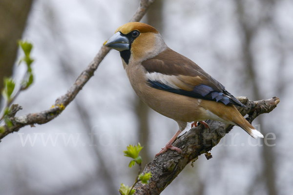 Kernbeißer (Coccothraustes coccothraustes)