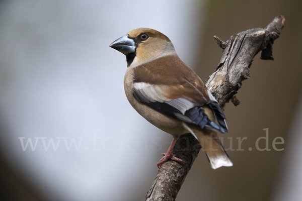 Kernbeißer (Coccothraustes coccothraustes)