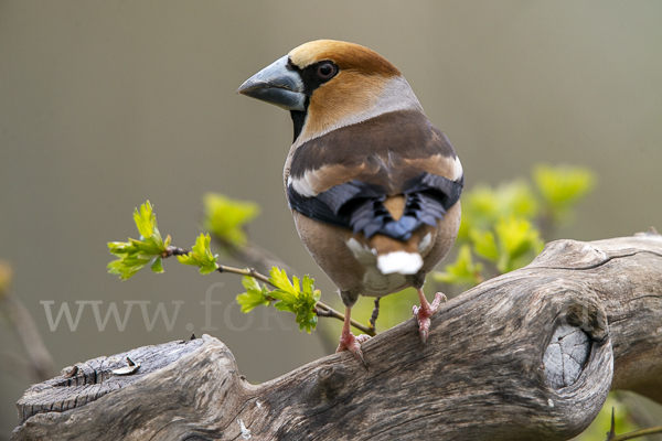 Kernbeißer (Coccothraustes coccothraustes)