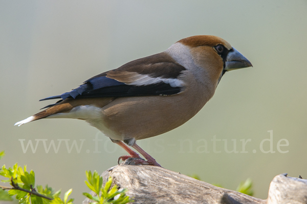 Kernbeißer (Coccothraustes coccothraustes)