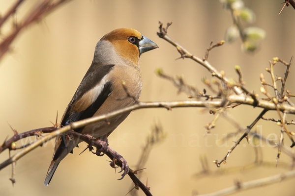 Kernbeißer (Coccothraustes coccothraustes)