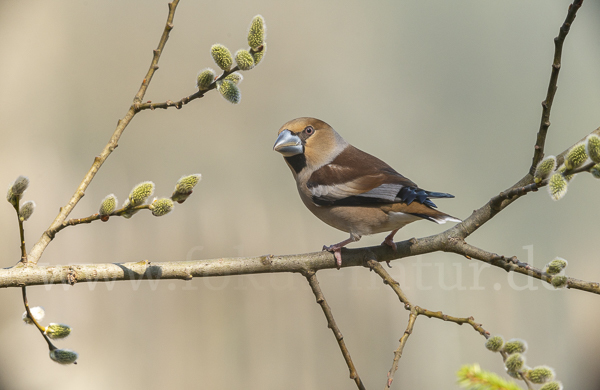 Kernbeißer (Coccothraustes coccothraustes)