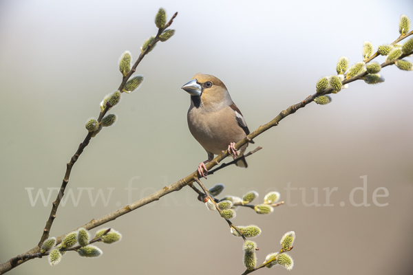 Kernbeißer (Coccothraustes coccothraustes)