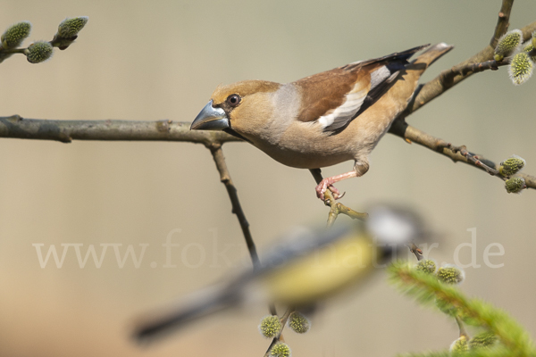 Kernbeißer (Coccothraustes coccothraustes)