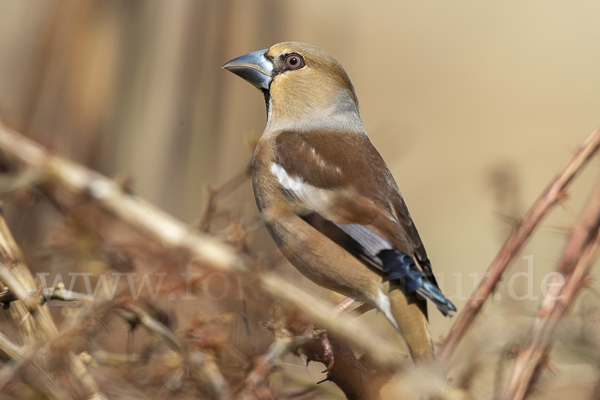 Kernbeißer (Coccothraustes coccothraustes)