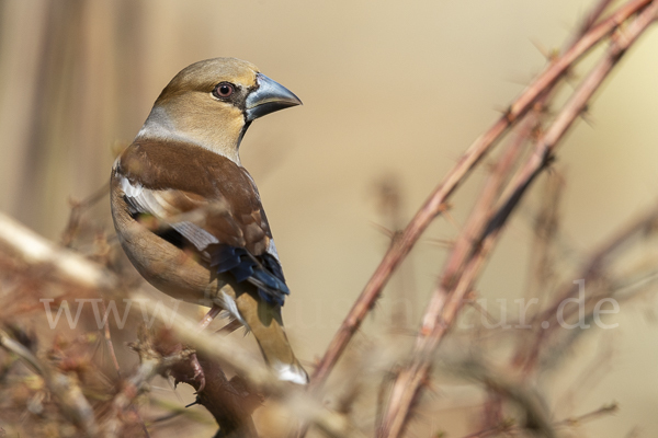 Kernbeißer (Coccothraustes coccothraustes)