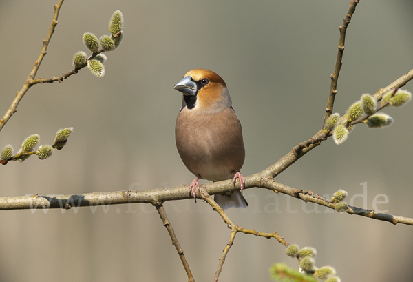 Kernbeißer (Coccothraustes coccothraustes)