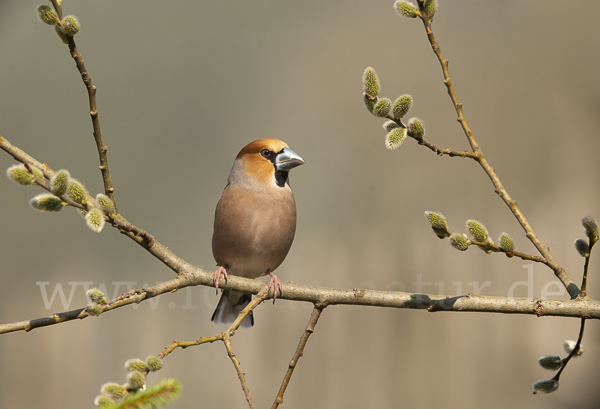 Kernbeißer (Coccothraustes coccothraustes)