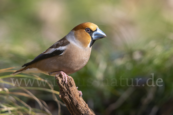 Kernbeißer (Coccothraustes coccothraustes)