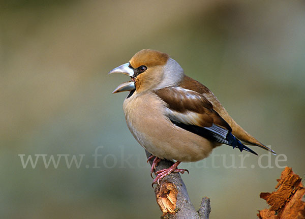 Kernbeißer (Coccothraustes coccothraustes)