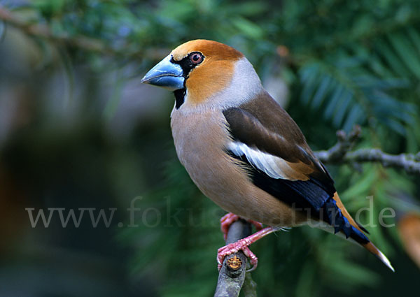 Kernbeißer (Coccothraustes coccothraustes)