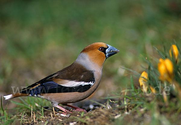 Kernbeißer (Coccothraustes coccothraustes)