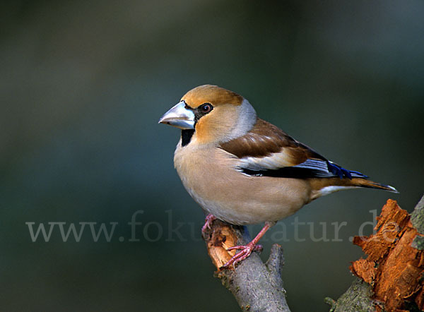 Kernbeißer (Coccothraustes coccothraustes)