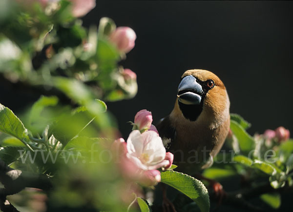 Kernbeißer (Coccothraustes coccothraustes)