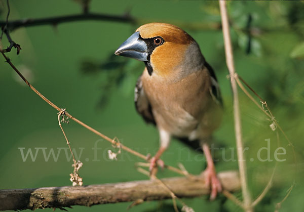 Kernbeißer (Coccothraustes coccothraustes)