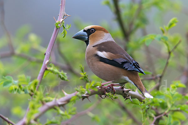 Kernbeißer (Coccothraustes coccothraustes)