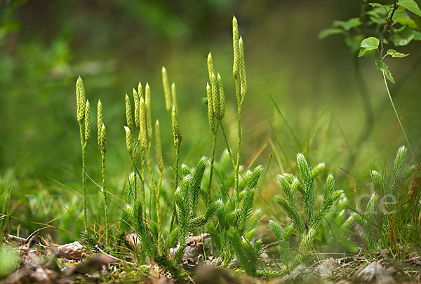 Keulen-Bärlapp (Lycopodium clavatum)